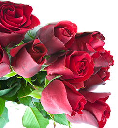 Hanna Roses